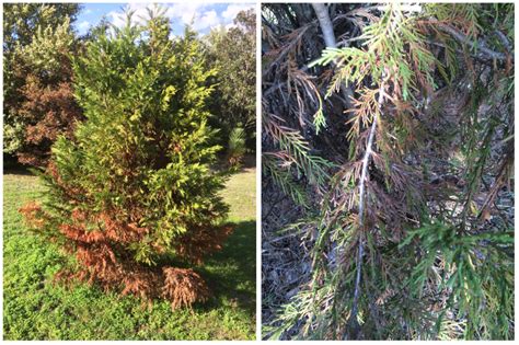 Planting leyland cypress too close together or too close to other trees and structures. An Uphill Battle for the Leyland Cypress | Gardening in ...