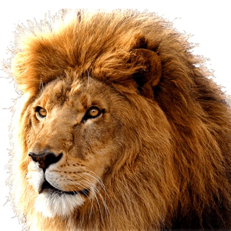 Lion Png Image Purepng Free Transparent Cc0 Png Image Library