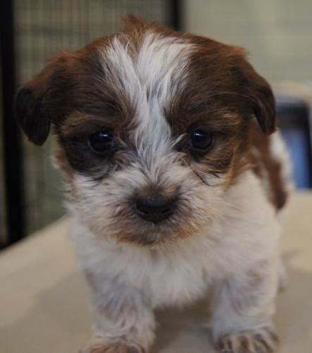 Meet your new sweetheart zoey. Scarlett Dachshund Baby - Adoption, Rescue | Dachshund ...