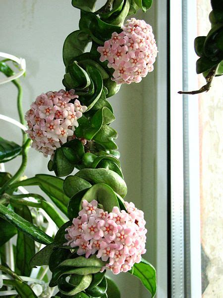 If you are wondering if you should water the plant, don't do it; Hindu Rope Plant - How to Grow Care Guide - Hoya ...
