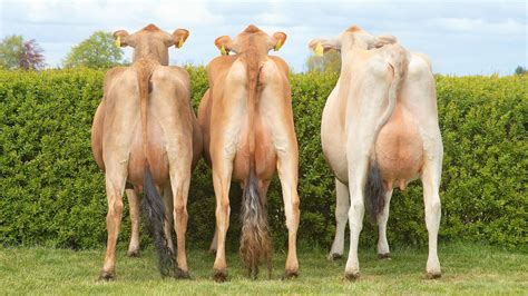 how to improve udder health on dairy cattle