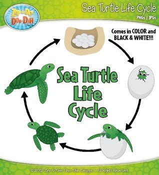 Sea Turtle Life Cycle Clipart Zip A Dee Doo Dah Designs TpT