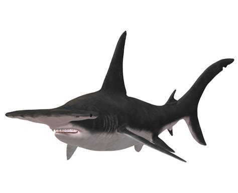 Hammer Head Shark Isolated On A Transparent Background 23839403 Png