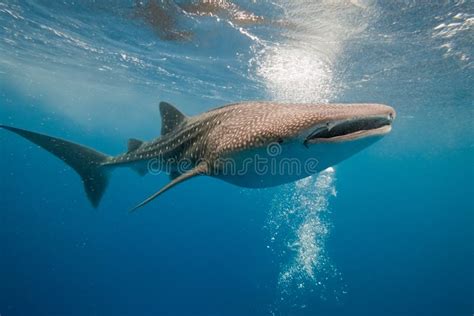 Whale Shark Underwater Stock Image Image Of Body Animal 17561089