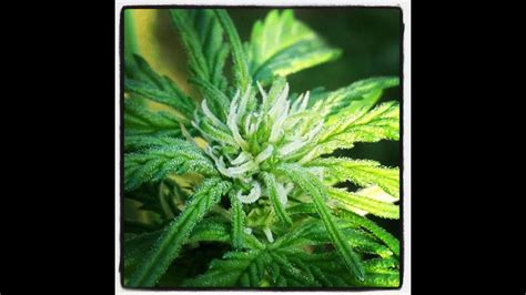 Maybe you would like to learn more about one of these? Pineapple express - autoflowering - timelapse - YouTube