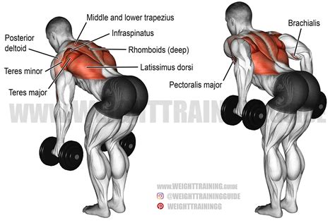 Bent Over Two Arm Dumbbell Row Exercise Instructions And Video