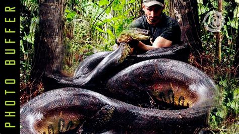 Worlds Biggest Snake Green Anaconda Youtube