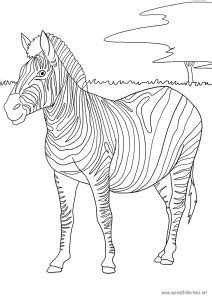 Zebra als Malvorlage | Ausmalbilder Pferde - viele Malvorlagen mit Pferden