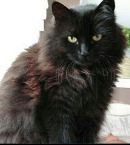 Black Long Haired Fluffy Cat Munster Lost And Found Pet