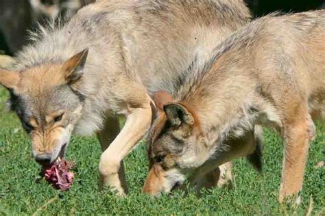 ¿qué Animales Comen Lobos 7 Lobos Depredadores Farmacia Cinca