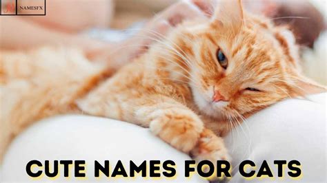 300cool Cat Names For Your Adorable Little Friend Namesfx
