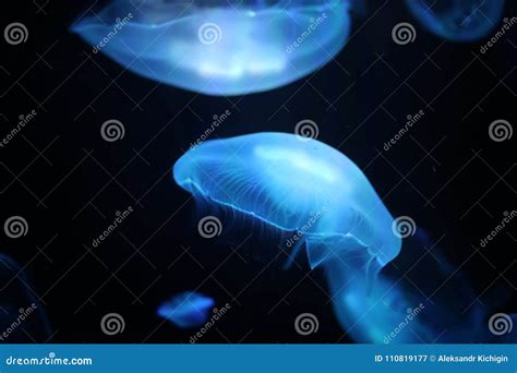 Multicolored Jellyfish Swim Under Water Stock Image Image Of Jelly