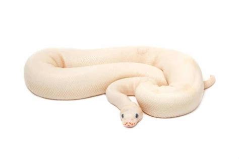 13 Cool Facts About Albino Ball Pythons Embora Pets