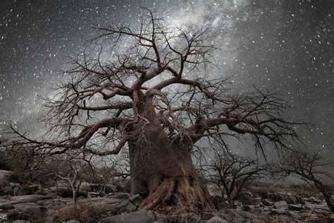 Stunning Photos Of Worlds Oldest Trees Illuminated By Starlight