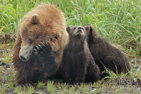 Mamma Bear And Cubs Trying To Nap Photograph By Linda D Lester Fine