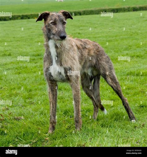 Rough Coated Lurcher Hi Res Stock Photography And Images Alamy