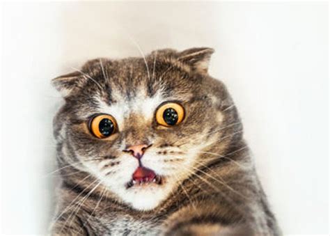 These Photos Prove Cats Are The Most Dramatic Animals In The World 24