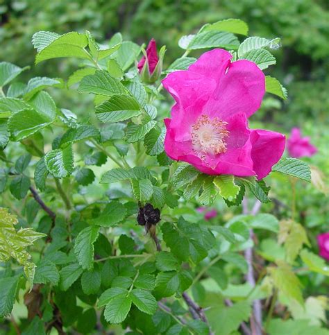 Rosa Rugosa Beach Rose Go Botany