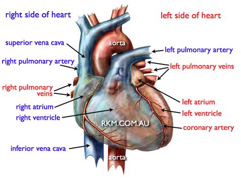 Drag and drop the text labels onto the boxes next to the heart diagram. Human Heart by Russell Kightley Media