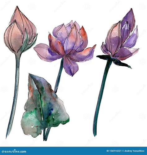 Lotus Floral Botanical Flowers Watercolor Background Illustration Set