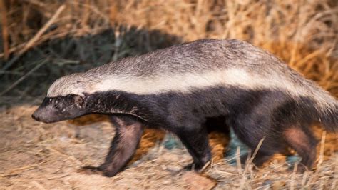 Fearless Honey Badgers Attack Cute Baby And Mother Feeding On A Kill