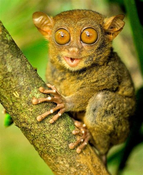 Tree Mammals With Big Eyes Pets Lovers