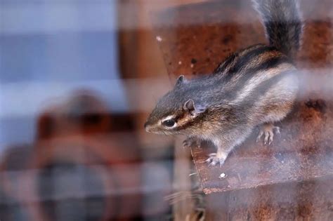 8 Reasons Why Squirrels Make The Best Pets Into Yard