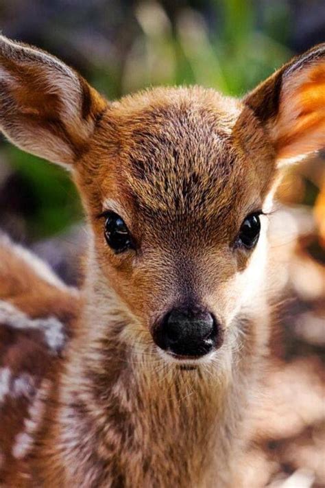 Image Result For Cute Baby Deer That Are Real In The Jungle Cute Baby