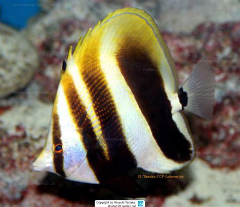 Coradion Altivelis High Fin Butterflyfish Highfin Coralfish Highfin