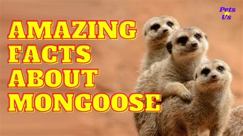 Amazing Facts About Mongoose 2022 Pets And Us Youtube
