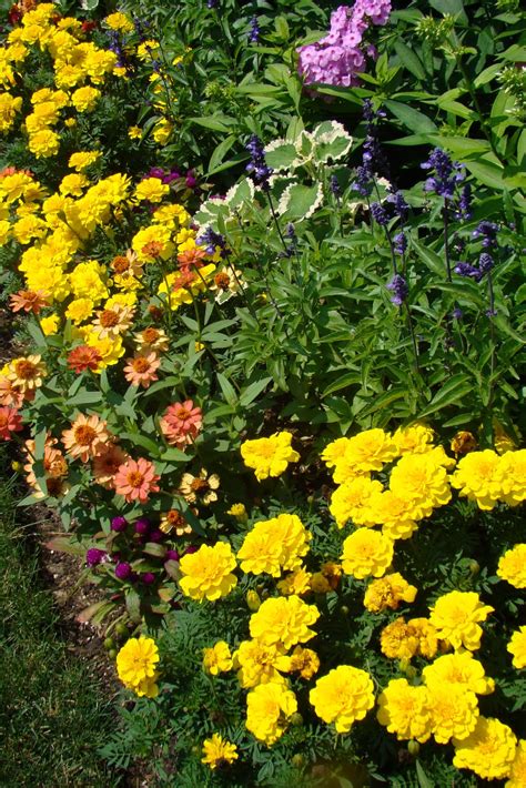 Annual Flowers - Colorful, Joyful and So Rewarding