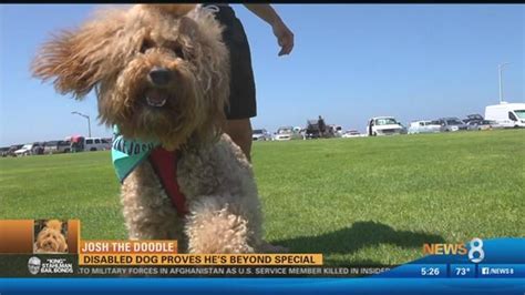 Josh The Doodle Special Needs Dog Proves Hes Beyond Special