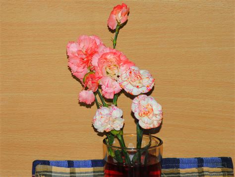 How To Dye Carnations 7 Steps With Pictures Wikihow