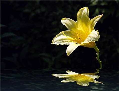 Wallpaper Lily Flower Yellow Bud Water Reflection 1600x1220