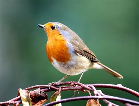 Robin The National Bird Of England Uk