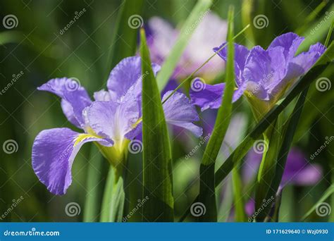 Two Beautiful Blue Iris Flowers In Closeup Stock Photo Image Of