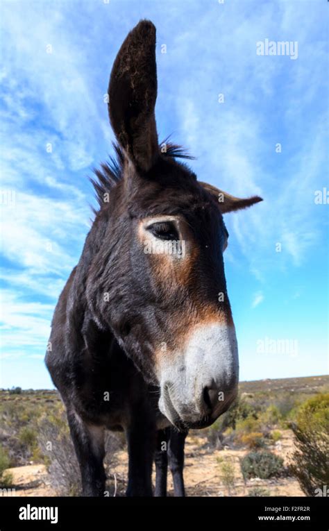 Donkey Face Stock Photo Alamy
