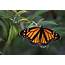 EarthTalk / Monarch Butterfly Victim Of Summer Heat Winter Habitat 