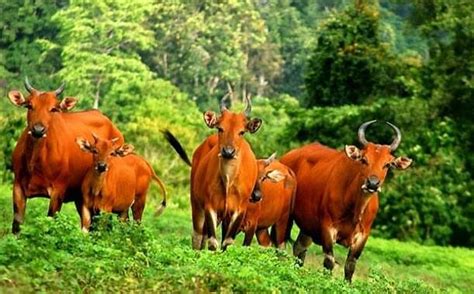 Asal Usul Ternak Sapi Dinas Peternakan And Kesehatan Hewan Provinsi