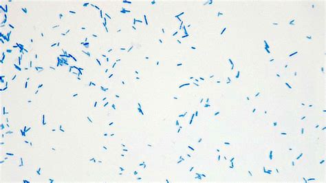 Micrograph Escherichia Coli Methylene Blue 1000x P000001 Oer Commons