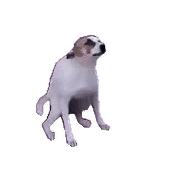 76 doge meme wallpapers on wallpaperplay dog memes doge meme doge dog. Download Dancing Doge Gif Transparent | PNG & GIF BASE