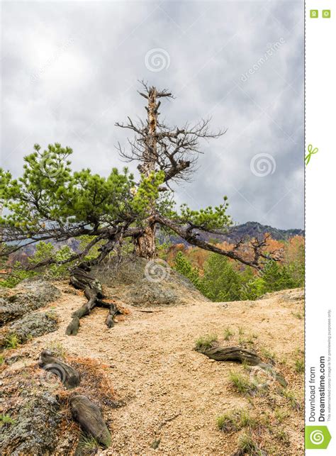 Dry Pine On The Top Of The Mountain Stock Image Image Of Evening