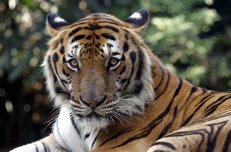 Wwf Tiger Population Erstmals Seit 100 Jahren Gestiegen Der Spiegel