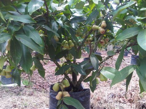 >> segala info terkini dan maklumat berkaitan tanaman hiasan, pokok herba. IMAN SUADINOTO: PANDUAN MENANAM JAMBU AIR MADU DELI