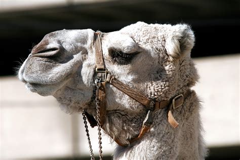 The camel's rotating chew distributes pressure from the. Free Images : outdoor, farm, chain, animal, cute, fur ...