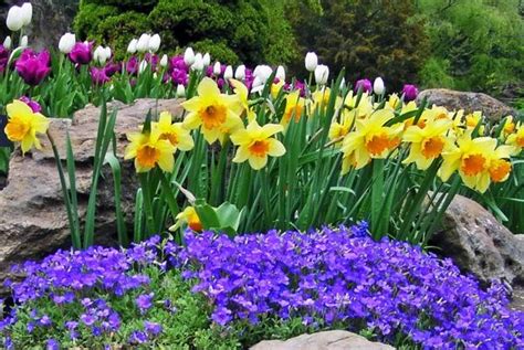 Of Images Garden In Spring Flowers Venetta Marielle