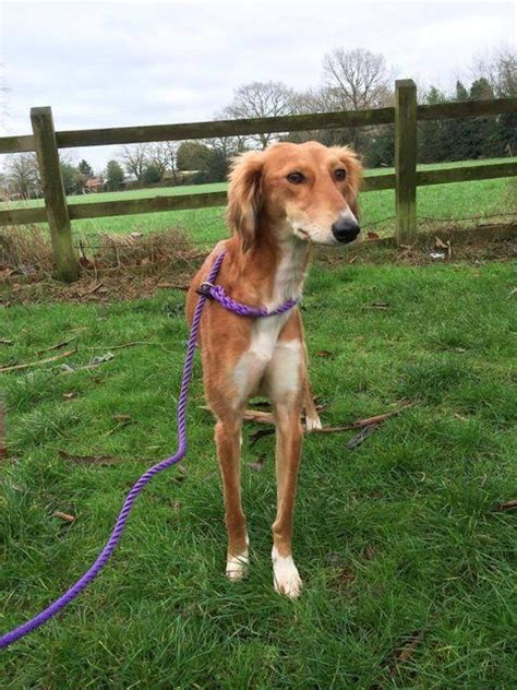 Ruby 2 Year Old Female Saluki Cross Dog For Adoption At Lurcher Sos
