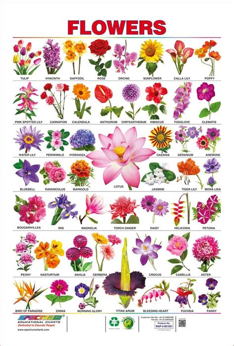Spectrum Pre School Kids Learning Laminated Flowers Name Wall Hanging