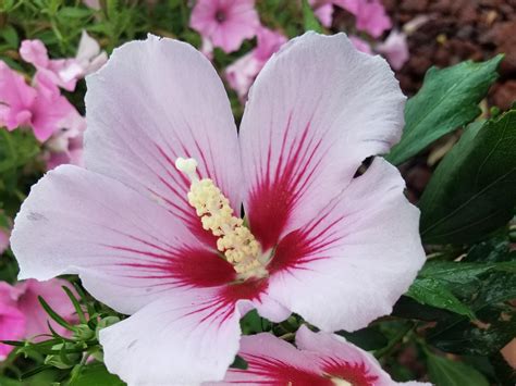 Rose of Sharon varieties give options for gardens | Mississippi State University Extension Service