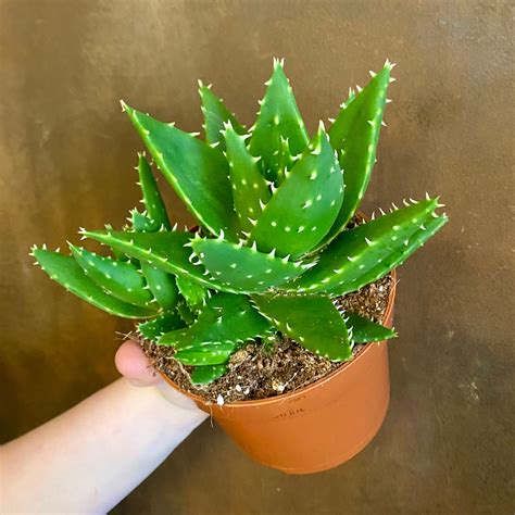 Aloe Perfoliata Grow Urban